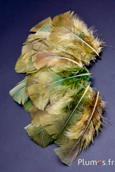 Kalkoen - 6-8 cm - olijf-kerrie